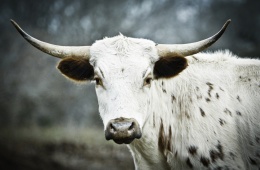 Fort Worth Cow